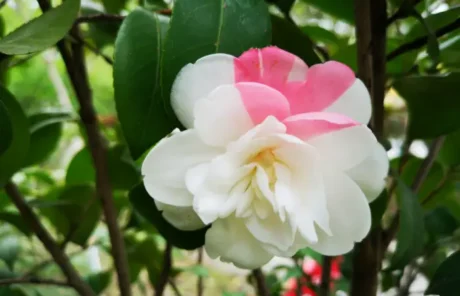 Hangzhou red camellias - China Xian Tour: Private & Tailor-Made China Tours Hangzhou red camellias