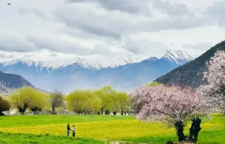 Nyingchi in March - China Xian Tour: Private & Tailor-Made China Tours peach blossoms in Linzhi will begin to bloom in March
