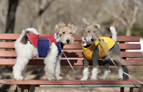 Pet dogs - China Xian Tour: Private & Tailor-Made China Tours Pet dogs