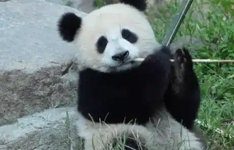 1-year-old panda - China Xian Tour: Private & Tailor-Made China Tours 1-year-old panda