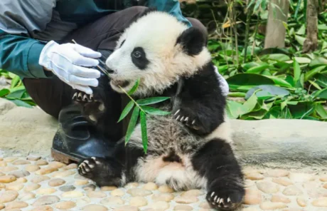 5 month old baby panda - China Xian Tour: Private & Tailor-Made China Tours 5 month old baby panda