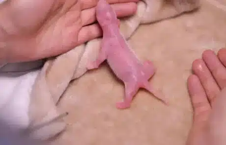 Baby Pandas Born Pink - China Xian Tour: Private & Tailor-Made China Tours Baby Pandas Born Pink