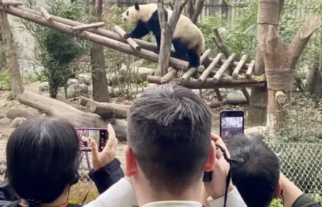 Chengdu Research Base of Giant Panda Breeding visitors - China Xian Tour: Private & Tailor-Made China Tours Chengdu Research Base of Giant Panda Breeding