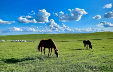 Hulunbuir Grassland in July - China Xian Tour: Private & Tailor-Made China Tours Hulunbuir Grassland in July