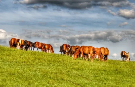 Hulunbuir grassland summer - China Xian Tour: Private & Tailor-Made China Tours Hulunbuir grassland summer