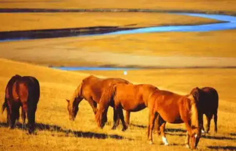 Hulunbuir in October - China Xian Tour: Private & Tailor-Made China Tours Hulunbuir in October