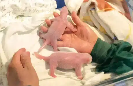 Newborn giant pandas - China Xian Tour: Private & Tailor-Made China Tours Newborn giant pandas