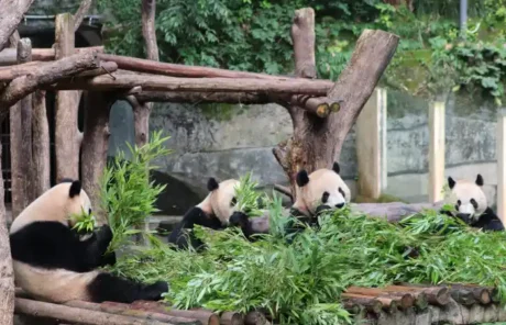 Pandas Black and White Coats - China Xian Tour: Private & Tailor-Made China Tours Pandas Black and White Coats