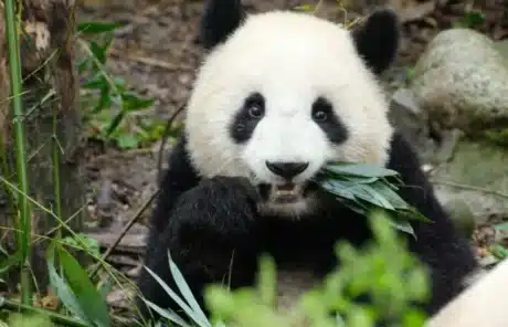 Pandas eat bamboo
