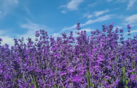 Xinjiang Yili Lavender - China Xian Tour: Private & Tailor-Made China Tours Xinjiang Yili Lavender