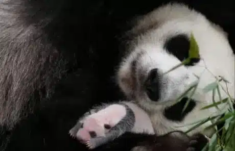 baby panda and mother - China Xian Tour: Private & Tailor-Made China Tours baby panda and mother