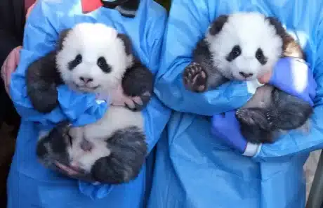 baby pandas with keepers - China Xian Tour: Private & Tailor-Made China Tours baby pandas with keepers