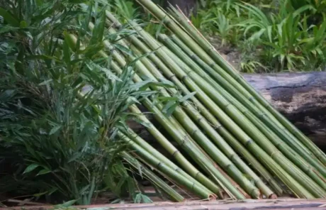 bamboo in Chengdu Panda Base - China Xian Tour: Private & Tailor-Made China Tours bamboo in Chengdu Panda Base