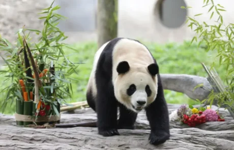 panda fu bao - China Xian Tour: Private & Tailor-Made China Tours panda fu bao