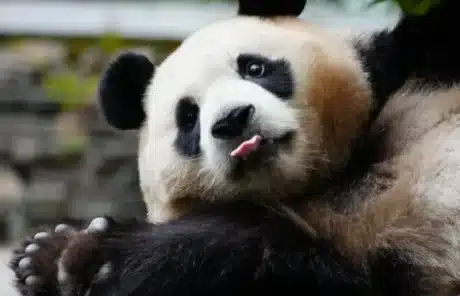 panda six fingers - China Xian Tour: Private & Tailor-Made China Tours panda six fingers