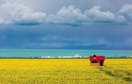 rapeseed fields by Qinghai Lake - China Xian Tour: Private & Tailor-Made China Tours rapeseed fields by Qinghai Lake