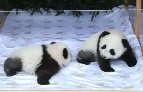 see baby pandas - China Xian Tour: Private & Tailor-Made China Tours see baby pandas
