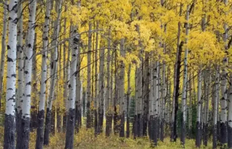 xinjiang Poplar forests - China Xian Tour: Private & Tailor-Made China Tours xinjiang Poplar forests