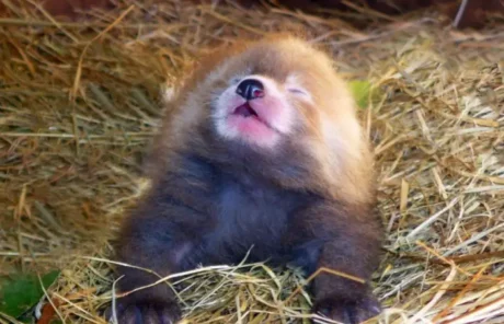 Baby red pandas - China Xian Tour: Private & Tailor-Made China Tours Baby red pandas
