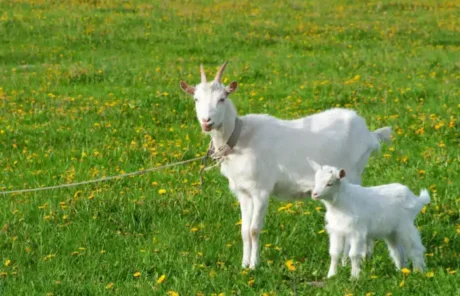 Chinese Goats - China Xian Tour: Private & Tailor-Made China Tours Chinese Goats