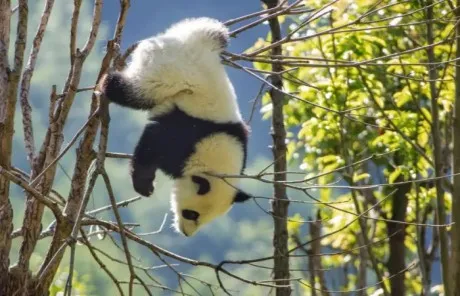 Panda Play Behavior - China Xian Tour: Private & Tailor-Made China Tours Panda Play Behavior