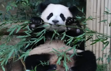 Pandas prefer bamboo stems in winter - China Xian Tour: Private & Tailor-Made China Tours Pandas prefer bamboo stems in winter