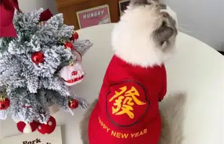 Pet-Friendly Lunar New Year Clothing - China Xian Tour: Private & Tailor-Made China Tours Pet-Friendly Lunar New Year Clothing