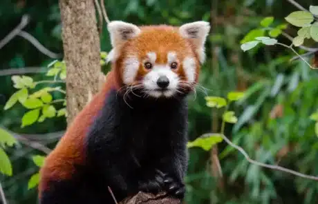 Red Panda in Wolong National Nature Reserve - China Xian Tour: Private & Tailor-Made China Tours Red Panda in Wolong National Nature Reserve