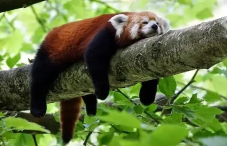Red Pandas Sleeping - China Xian Tour: Private & Tailor-Made China Tours Red Pandas Sleeping