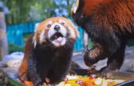 Red Pandas in Beijing Zoo - China Xian Tour: Private & Tailor-Made China Tours Red Pandas in Beijing Zoo