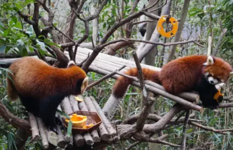 Red Pandas in Chengdu Panda Base - China Xian Tour: Private & Tailor-Made China Tours Red Pandas in Chengdu Panda Base