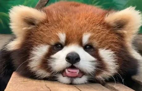 Red Pandas in China - China Xian Tour: Private & Tailor-Made China Tours Red Pandas in China
