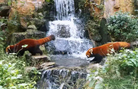 Red Pandas in River Basins - China Xian Tour: Private & Tailor-Made China Tours Red Pandas in River Basins