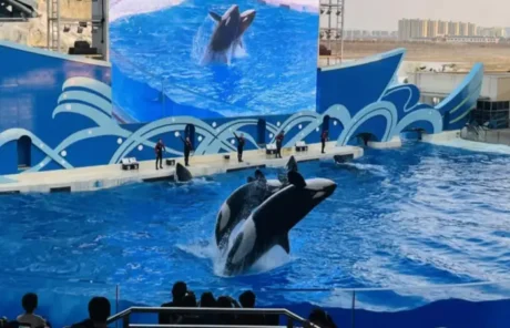 Shanghai Haichang Ocean Park - China Xian Tour: Private & Tailor-Made China Tours Shanghai Haichang Ocean Park
