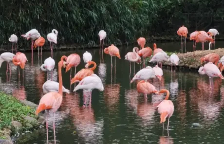 Shanghai Wild Animal Park - China Xian Tour: Private & Tailor-Made China Tours Shanghai Wild Animal Park