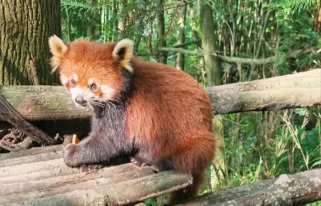 lesser panda in China - China Xian Tour: Private & Tailor-Made China Tours lesser panda in China