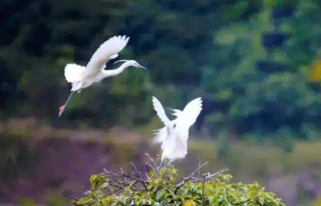 Shennv Stream Birds Watch - China Xian Tour: Private & Tailor-Made China Tours Shennv Stream Birds Watch