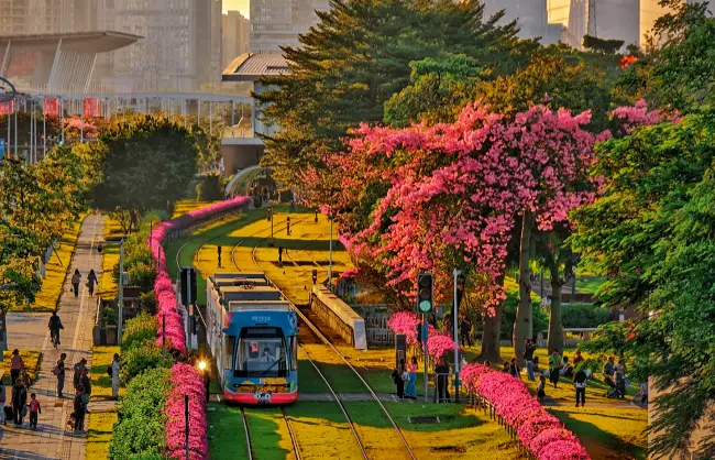 blooming silk floss trees in guangzhou in autumn | China Xian Tour: Private & Tailor-Made China Tours Blooming silk floss trees in Guangzhou in Autumn