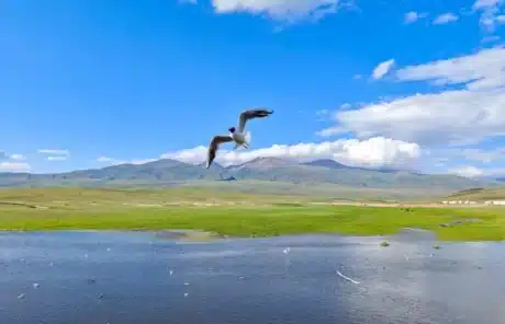 Bayanbulak Grassland Xinjiang - China Xian Tour: Private & Tailor-Made China Tours Bayanbulak Grassland Xinjiang
