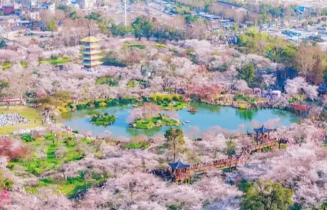 East Lake Cherry Blossom Park - China Xian Tour: Private & Tailor-Made China Tours East Lake Cherry Blossom Park