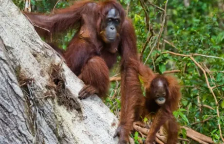 Hainan Bawangling National Nature Reserve - China Xian Tour: Private & Tailor-Made China Tours Hainan Bawangling National Nature Reserve