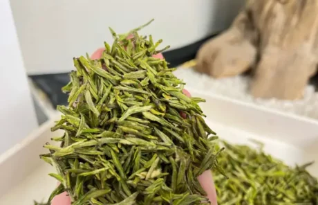 Huangshan Maofeng Tea - China Xian Tour: Private & Tailor-Made China Tours Huangshan Maofeng Tea