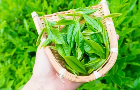 Lu An Gua Pian - China Xian Tour: Private & Tailor-Made China Tours Lu An Gua Pian China Green Tea