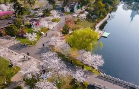 Nanjing Xuanwu Lake Cherry - China Xian Tour: Private & Tailor-Made China Tours Nanjing Xuanwu Lake Cherry