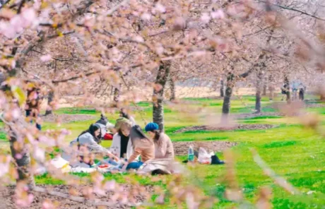 Picnic Under Cherry Blossoms - China Xian Tour: Private & Tailor-Made China Tours Picnic Under Cherry Blossoms