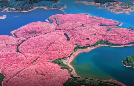 Pingba Cherry Guizhou - China Xian Tour: Private & Tailor-Made China Tours Pingba Cherry Guizhou