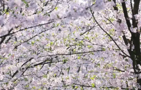 Qinglong Lake Chengdu - China Xian Tour: Private & Tailor-Made China Tours Qinglong Lake Chengdu