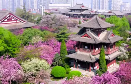 Qinglong Temple Cherry Xian - China Xian Tour: Private & Tailor-Made China Tours Qinglong Temple Cherry Xian