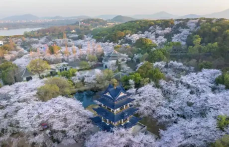 Turtle Head Isle Cherry Wuxi - China Xian Tour: Private & Tailor-Made China Tours Turtle Head Isle Cherry Wuxi