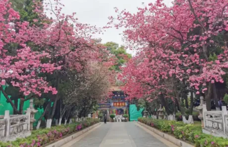 Yuantong Temple Cherry - China Xian Tour: Private & Tailor-Made China Tours Yuantong Temple Cherry